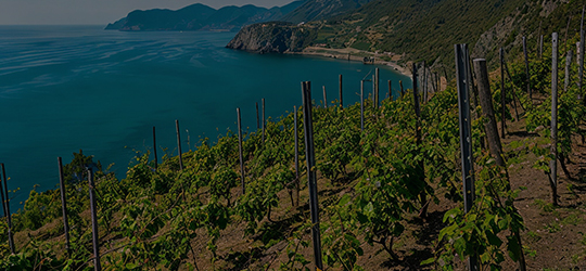 La Viticultura Eroica