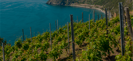 OFFERTE DI GIUGNO